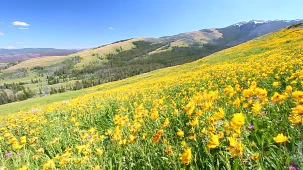 Дикие цветы Йеллоустонского национального парка — стоковое видео