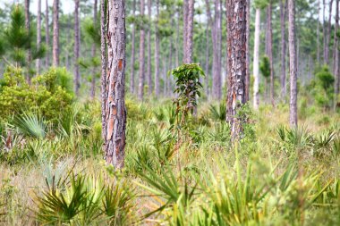 Forest Scene Everglades clipart