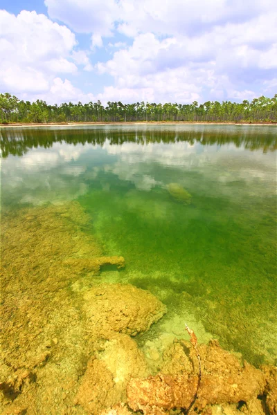 Everglades ulusal park - ABD — Stok fotoğraf