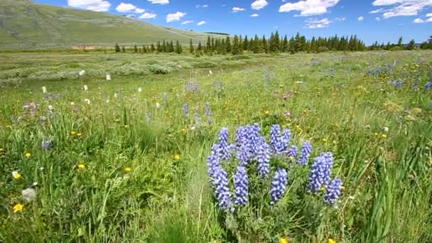 Blommor i badlands national park — Stockvideo