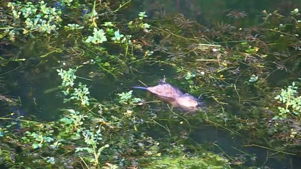 Ratto muschiato (Ondatra zibethicus ) — Video Stock