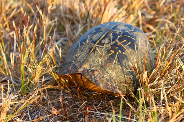 Florida doosschildpad (Terrapene carolina bauri) — Stockfoto