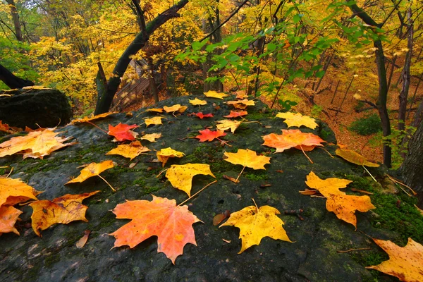 Hermoso otoño Illinois Paisaje — Foto de Stock