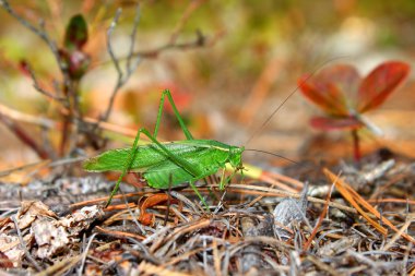 Çatal kuyruklu Bush Katydid (Scudderia furcata)
