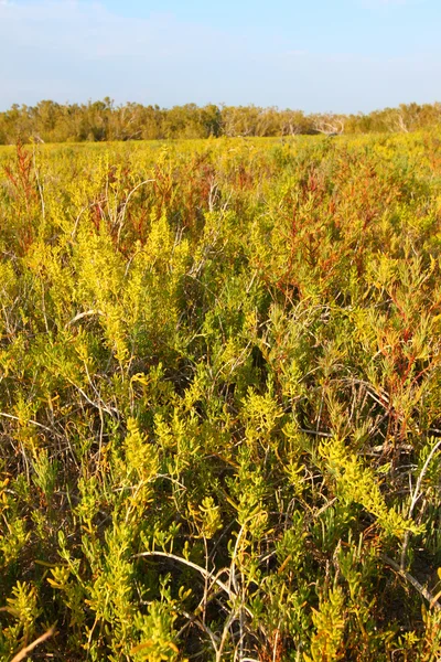 Küstennahe Prärielandschaft Everglades — Stockfoto