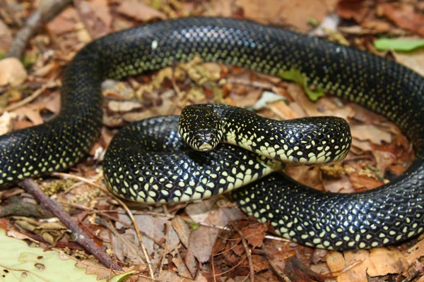 Serpiente real negra (Lampropeltis getula ) — Foto de Stock