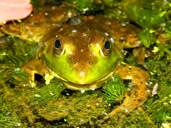 Bullfrog (Rana catesbeiana) Wisconsin — Stockfoto