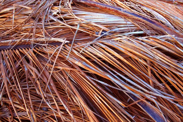 Фронт сухой пальмы — стоковое фото