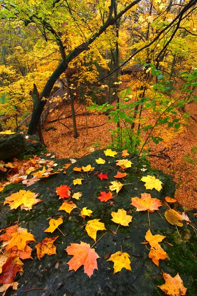 Bellissimo paesaggio dell'autunno Illinois — Foto Stock