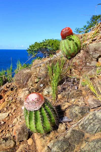 Cacti in British Virgin Islands — Stock Photo, Image