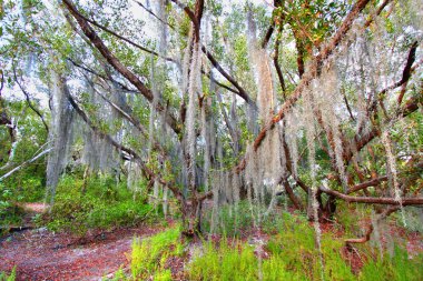 İspanyol yosun everglades Ulusal Parkı