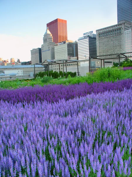 Murie Jardín Milenio Parque chicago — Foto de Stock