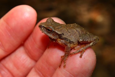 Bahar Peeper (Pseudacris crucifer)