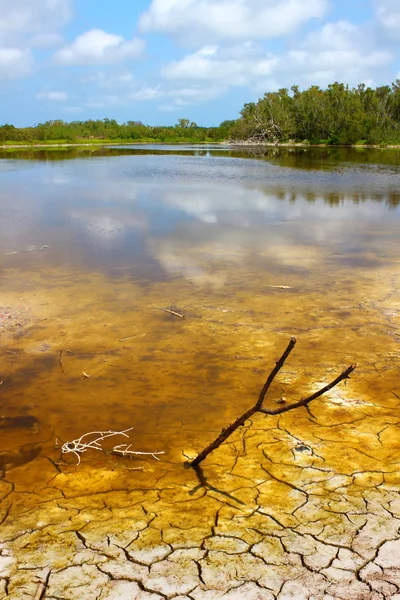 Everglades National Park Eco Pond — Stock Photo, Image
