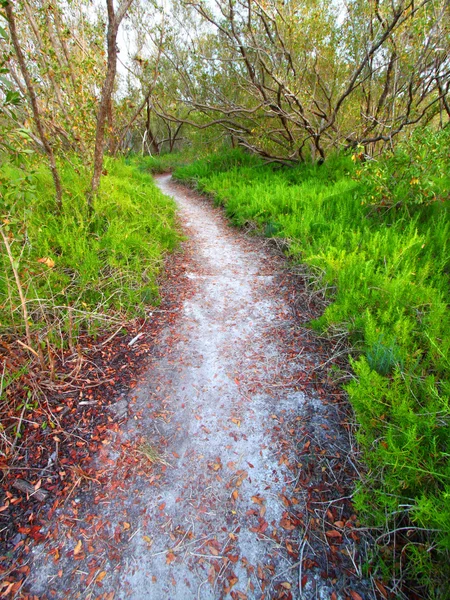 Everglades kust prairie trail — Stockfoto