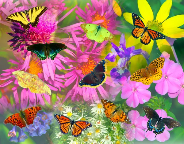 Butterfly and Flower Collage — Stock Photo, Image