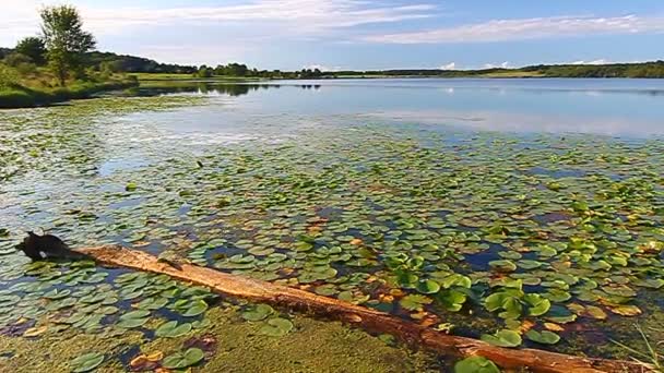 Shabbona Lake State Park อิลลินอยส์ — วีดีโอสต็อก