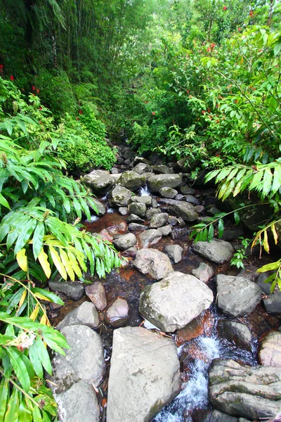 Ель Yunque Національна лісова — стокове фото