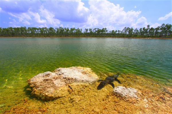 Jacaré-americano (alligator mississippiensis) — Fotografia de Stock