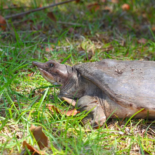 Флоридская панцирная черепаха (Apalone ferox) ) — стоковое фото