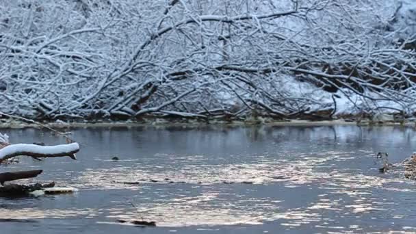 Salgueiro Creek Cena de Inverno Illinois — Vídeo de Stock