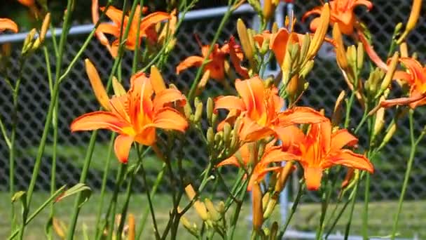 Orange Daylily (Hemerocallis fulva) — Stock Video