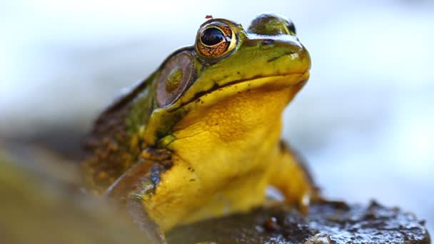 Rana verde (Rana clamitans ) — Video Stock