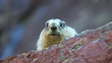 Gibi türler (Marmota caligata)