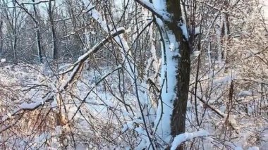 Illinois kış manzarası