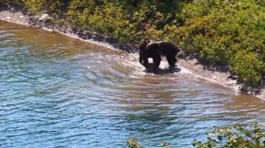 boz ayı yavrularını buzul Parkı