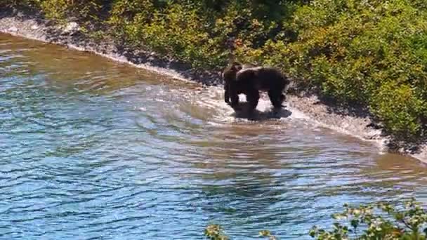 Parco ghiacciaio cuccioli di orso grizzly — Video Stock