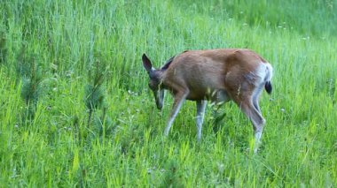 Katır geyiği (Odocoileus hemionus)