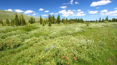 Bighorn Ulusal Ormanı