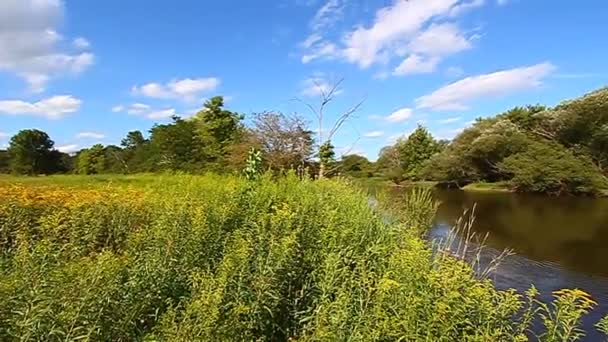 Kishwaukee Nehri ve cıvıl cıvıl kuş — Stok video