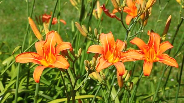 Помаранчевий Лілійник (Hemerocallis fulva) — стокове відео