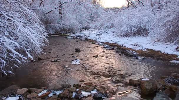 Salgueiro Creek Cena de Inverno Illinois — Vídeo de Stock