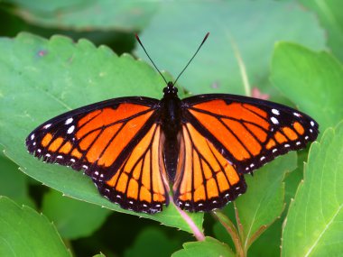 Genel Vali kelebek (Limenitis archippus) Illinois