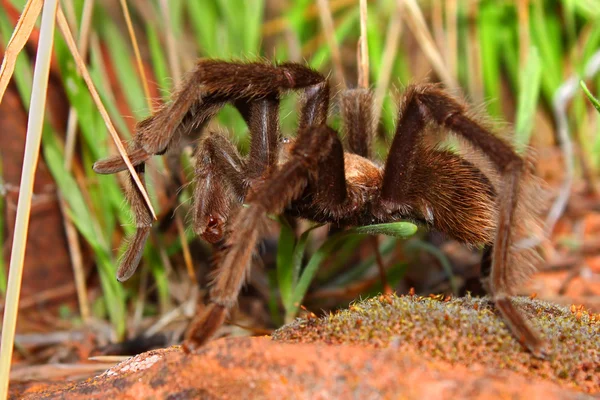 Vogelspinne in Utah — Stockfoto