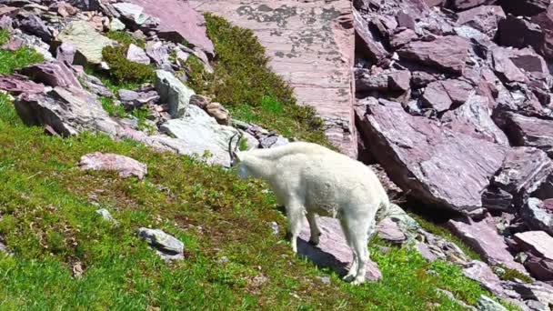 Mountain Goat (Oreamnos americanus) — Stock Video