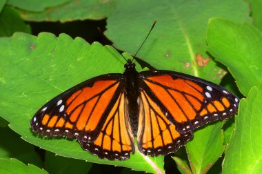 Genel Vali kelebek (Limenitis archippus) Illinois