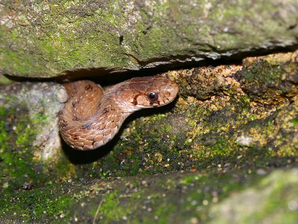 Serpiente marrón (Storeria dekayi ) — Foto de Stock