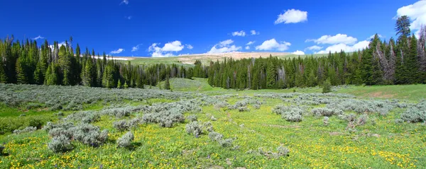Bighorn National Forest Panoramic — Stock Photo, Image