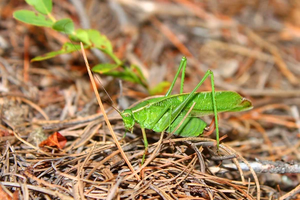 Arbusto de cola bifurcada Katydid (Scudderia furcata ) —  Fotos de Stock