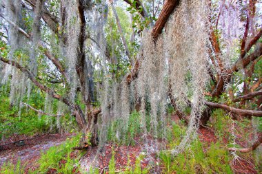 İspanyol yosun everglades Ulusal Parkı