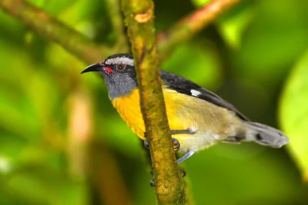 Sarı şeker kuşu (Coereba flaveola) — Stok fotoğraf