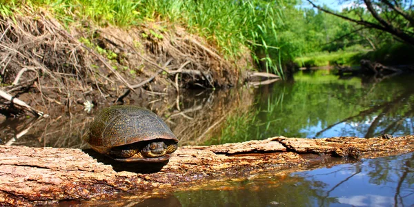 Blandings Turtle Illinois Stream — Stock Photo, Image