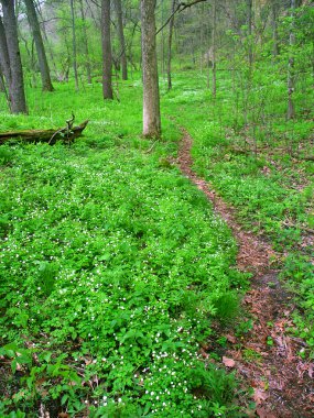 elma river canyon park Devlet Illinois