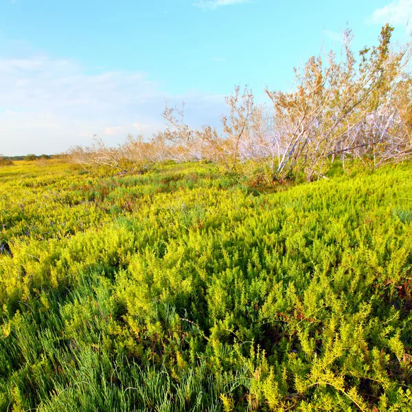 Παράκτια Λιβάδι everglades τοπίο — Φωτογραφία Αρχείου