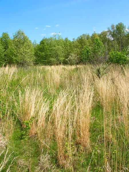 Dunas de Braidwood e Reserva Natural da savana — Fotografia de Stock