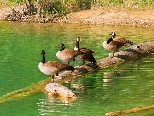 Gäss (branta canadensis)) — Stockfoto